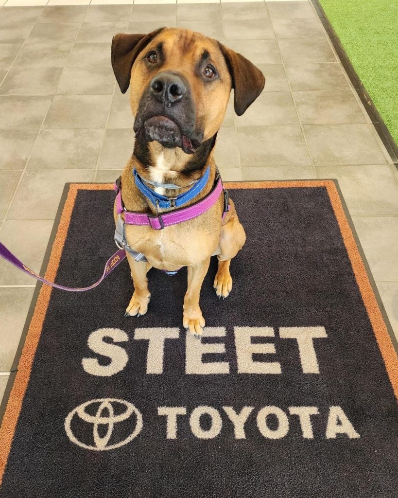 Steet Toyota Johnstown Pet Adoption Day- Photo of Dog from SPCA